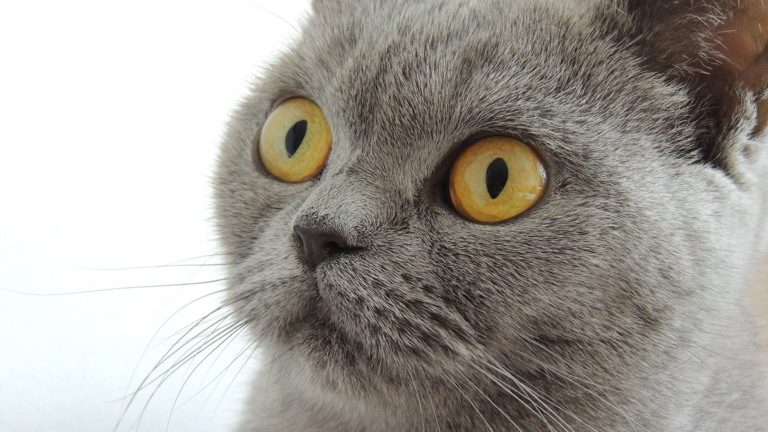 独舞定盘星，孙兴慜如何一手掌控美加墨世界杯之夜