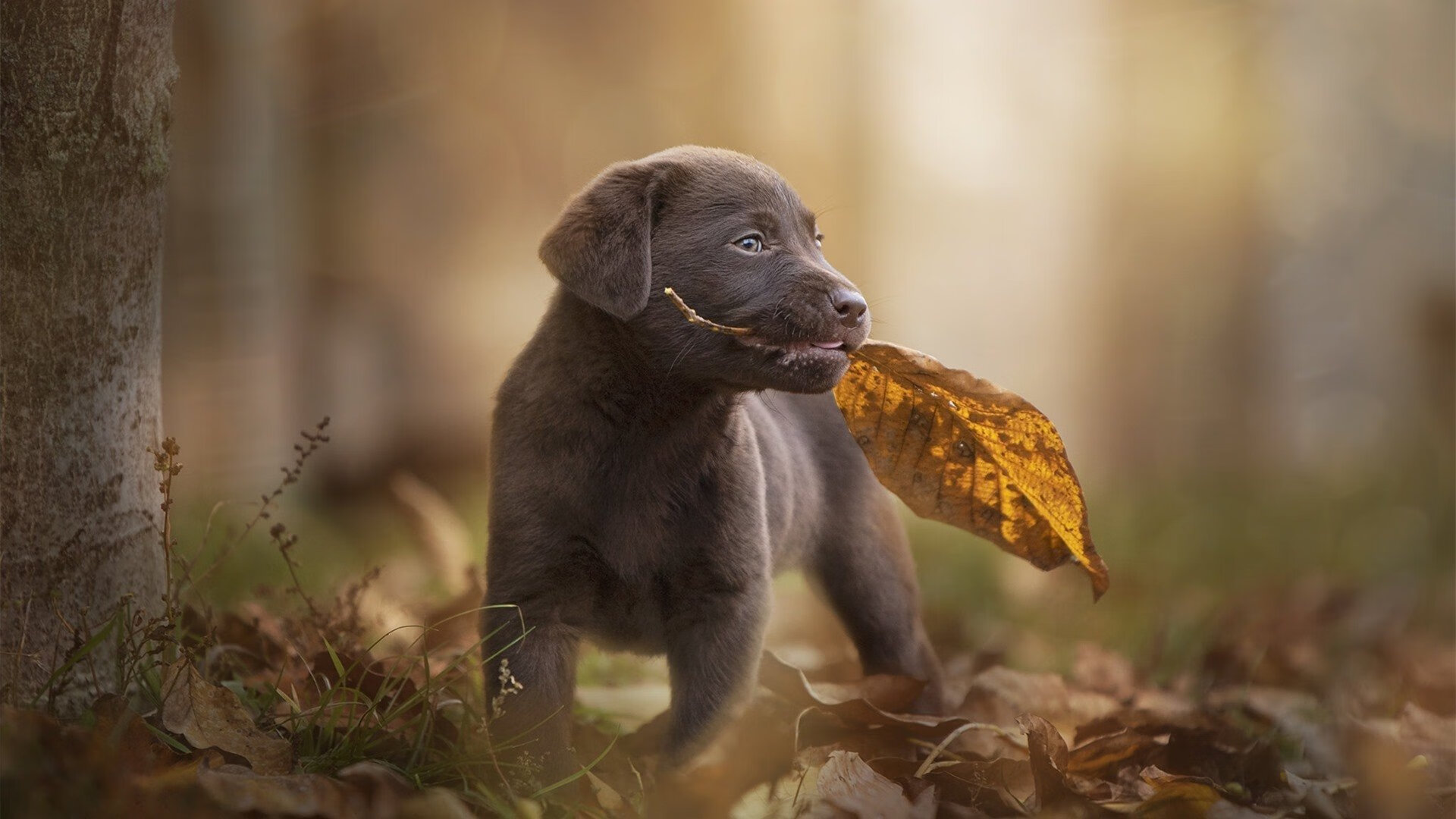 关键先生的密码，卡马文加的锋刃与亚特兰大的交响