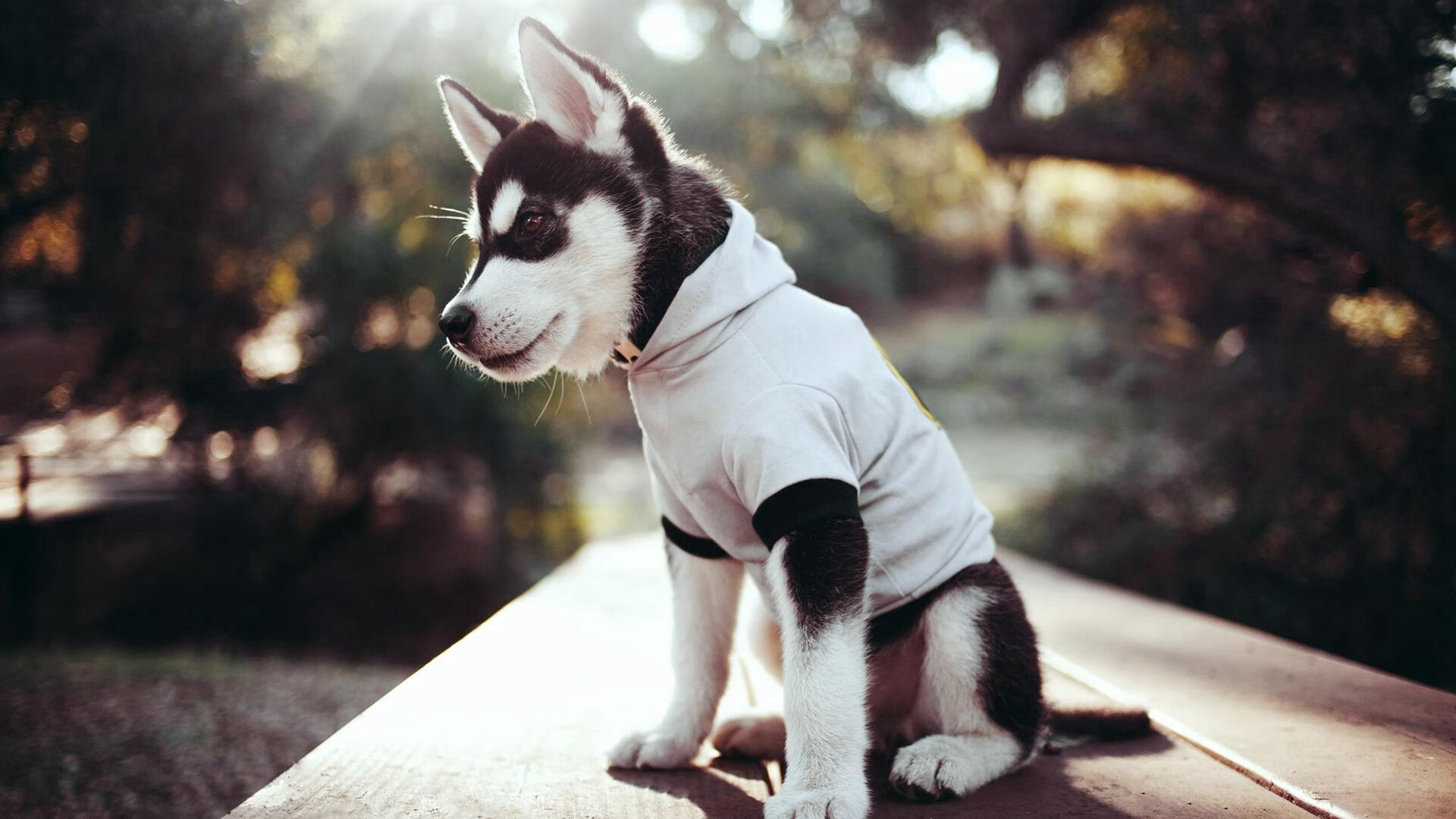 北境寒刀，班凯罗末节狂飙19分，吉林逆袭终结北京连胜神话