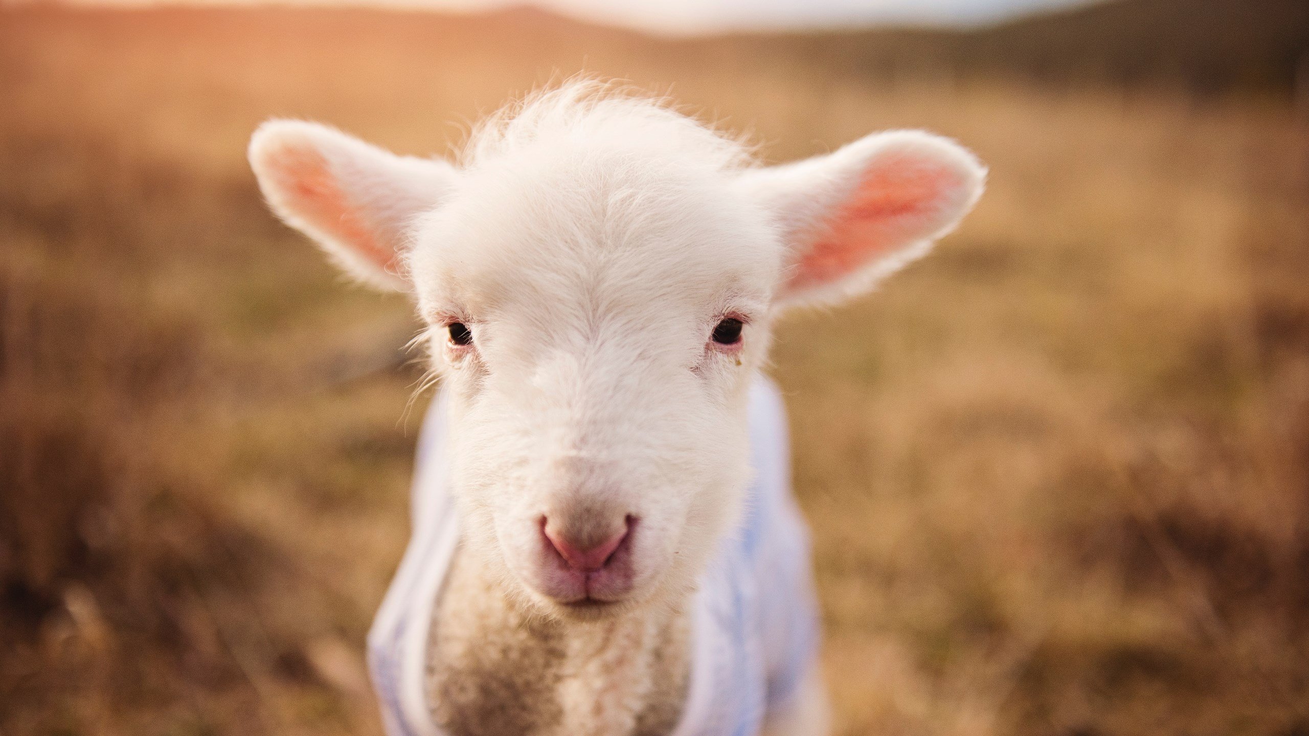 如果卡拉斯科戴上玻利维亚袖标，一场跨越大陆的足球狂想
