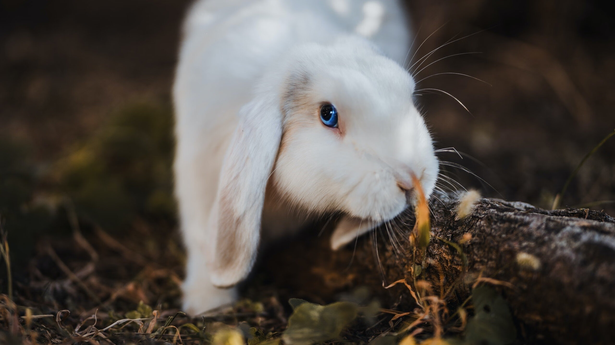 闪电战与巨星闪耀,塞内加尔速胜厄瓜多尔,哈弗茨无争议荣膺全场最佳