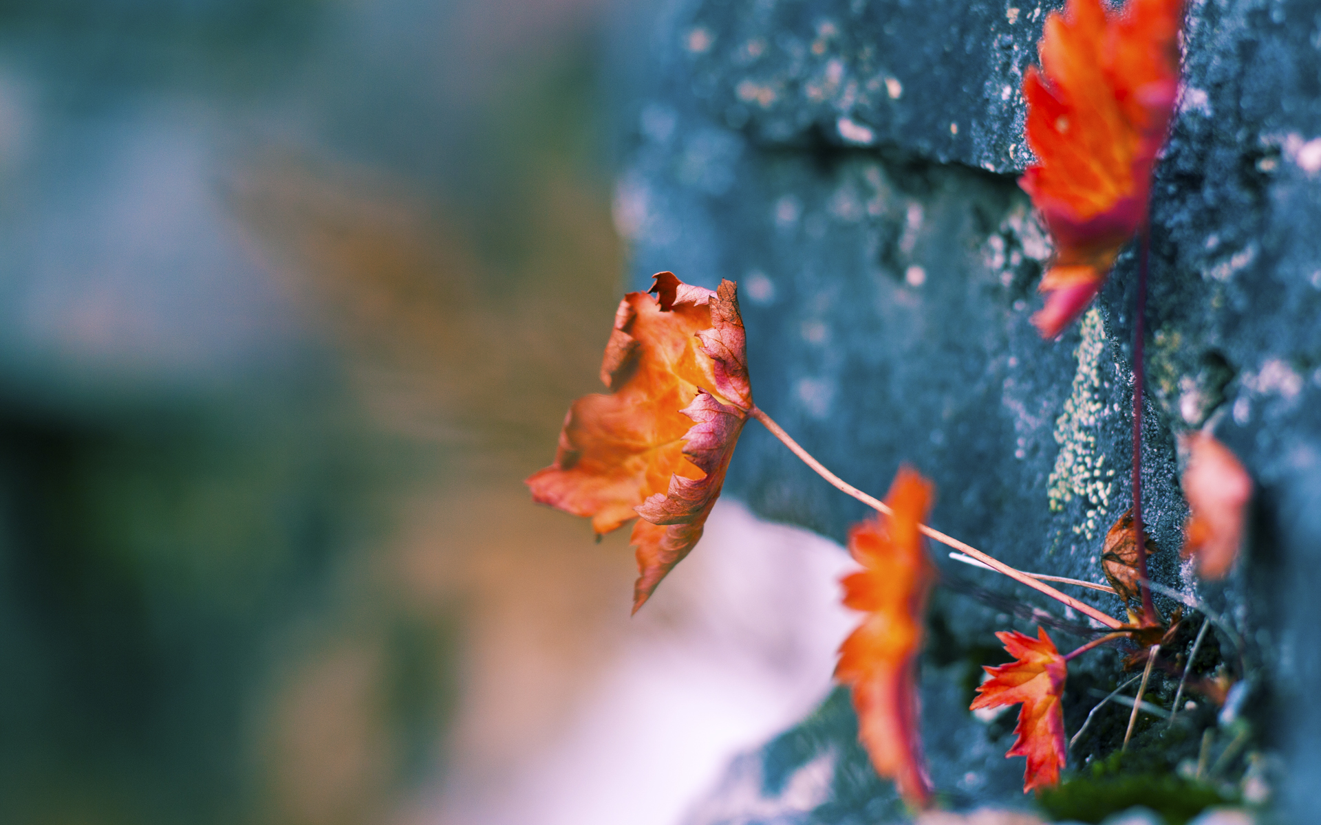 年轻狼群逆袭记，哈利伯顿的冰封时刻与森林狼的成长宣言