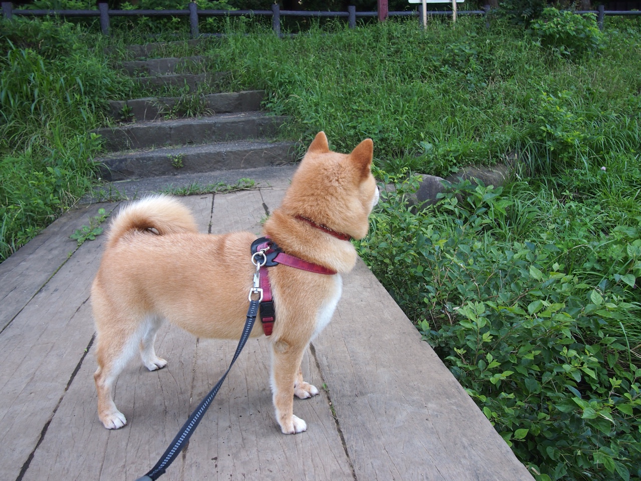 唯一性闪耀时刻，当勇士横越天山，马克西照亮欧陆—竞技体育的不可复刻之夜