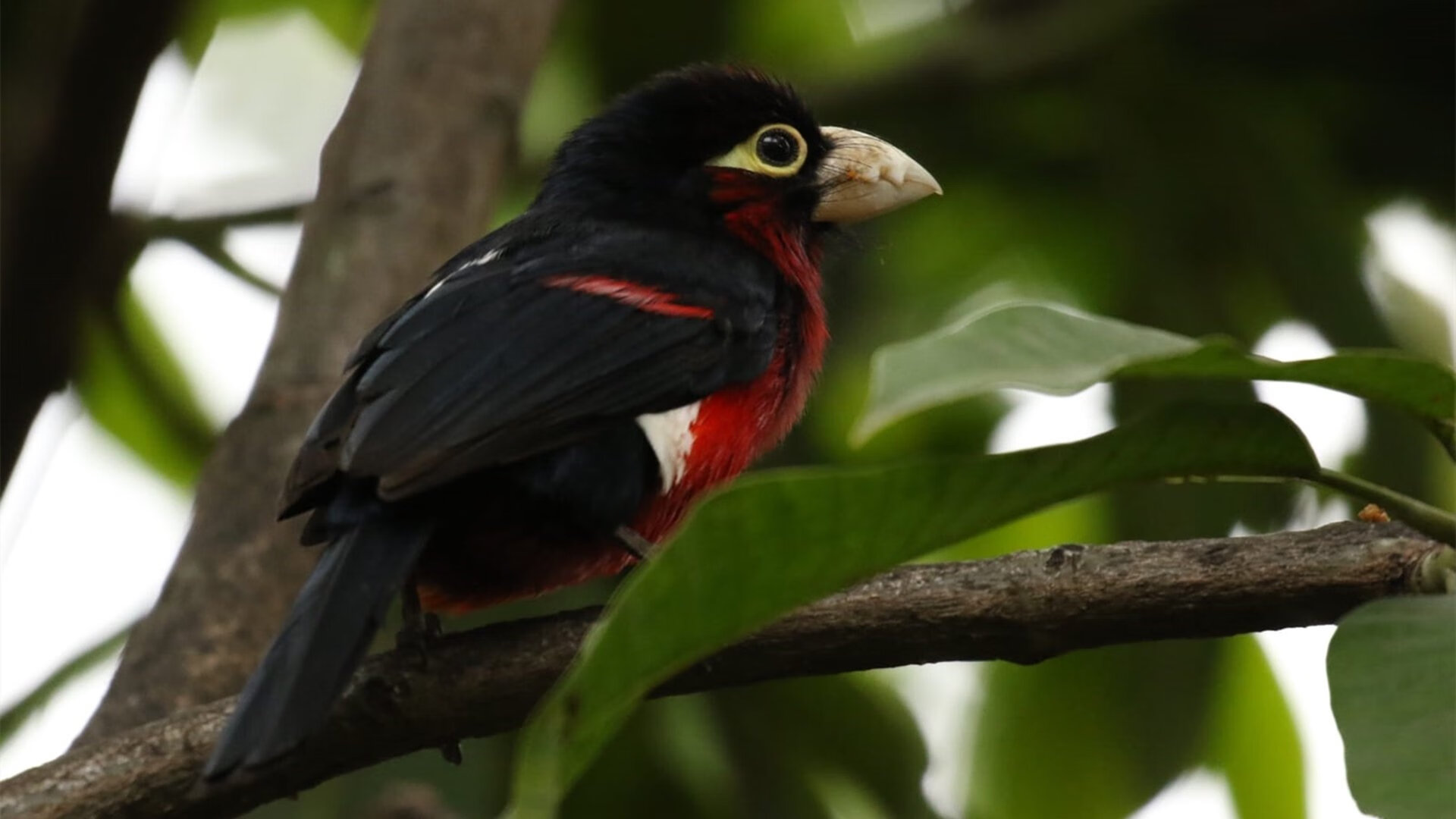 跨界称王,当詹姆斯在欧冠决赛接管比赛,而灰熊在另一个世界掀翻凯尔特人