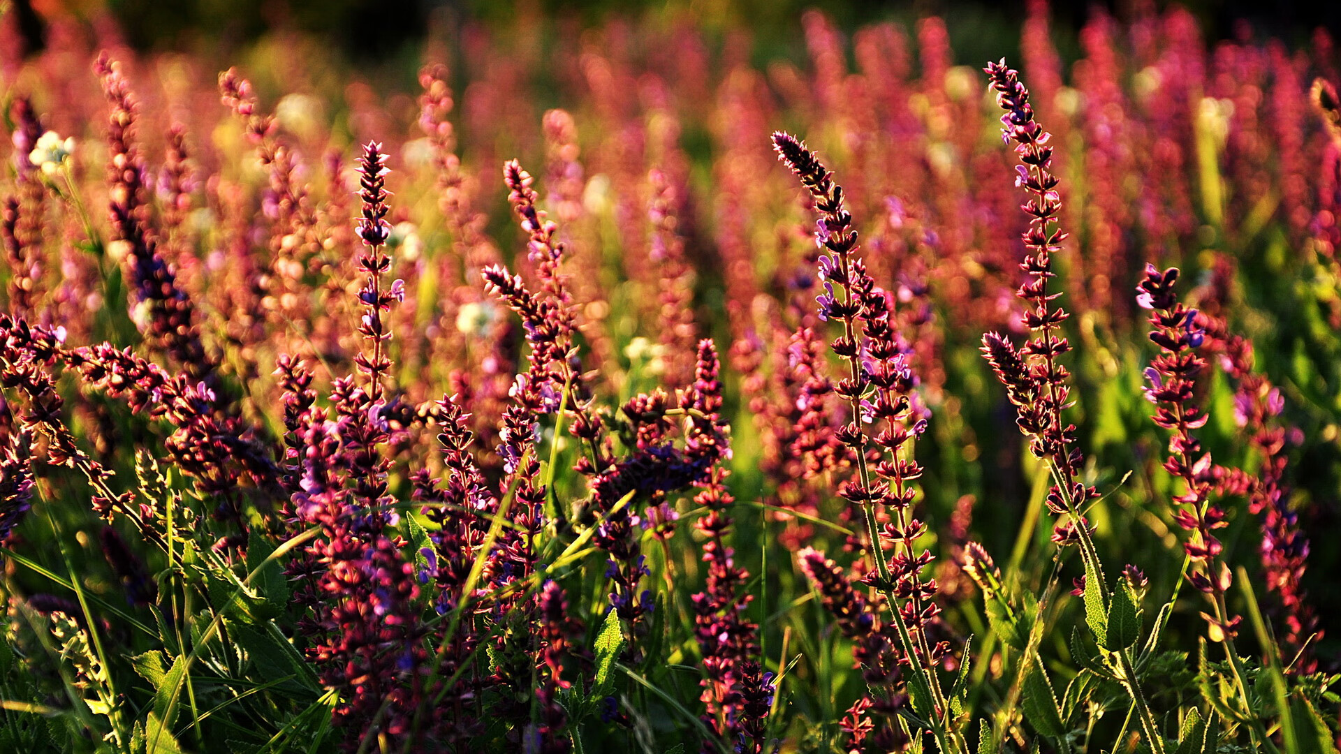 篮球狂欢夜,恩比德的降维打击与山西队的火箭噩梦
