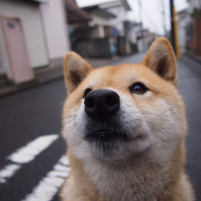 沙漠鏖战与雪原尖刀，两场硬仗，别样的胜利传奇