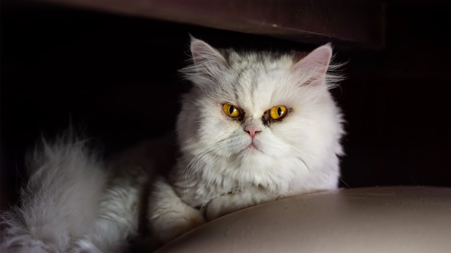 老兵不死，魔术难敌—38岁保罗主宰赛场，灰熊力克魔术的关键密码