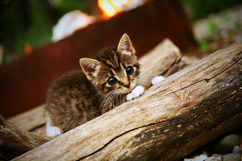 冰与火之歌，范弗利特零度绝杀诠释巨星本色
