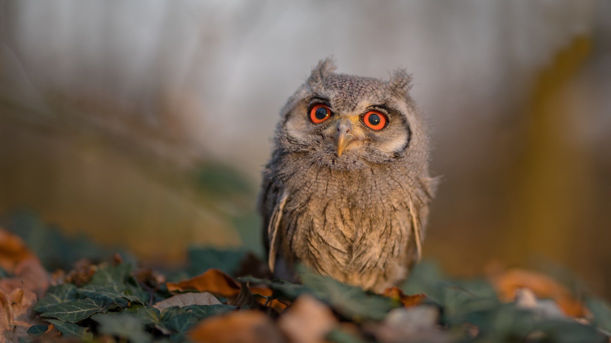 范戴克一击点燃赛场，南非铁血防线强势击溃德国战车晋级！