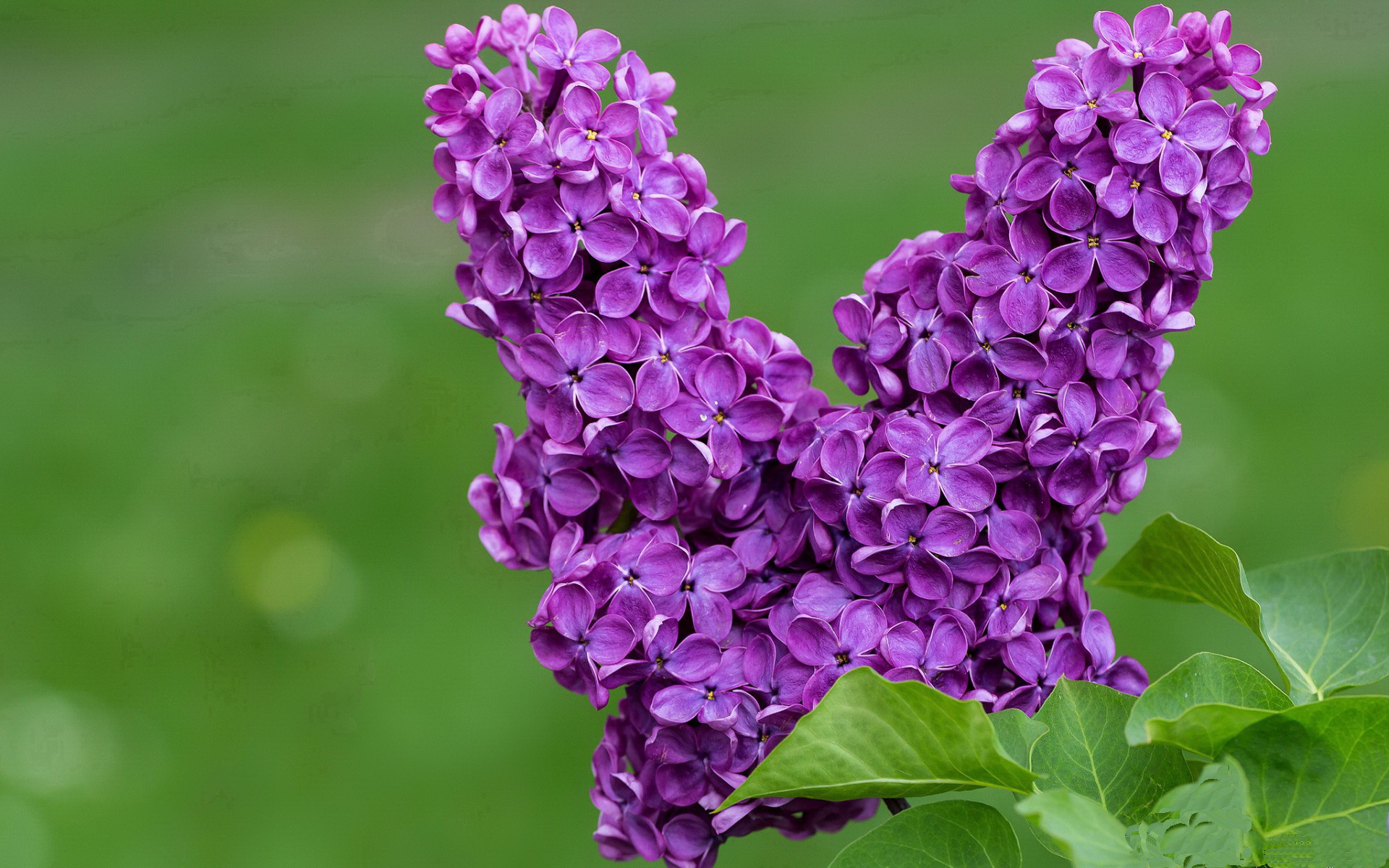 莱万一剑封喉,归化奇兵导演逆转,马里绝境碾过墨西哥铁壁