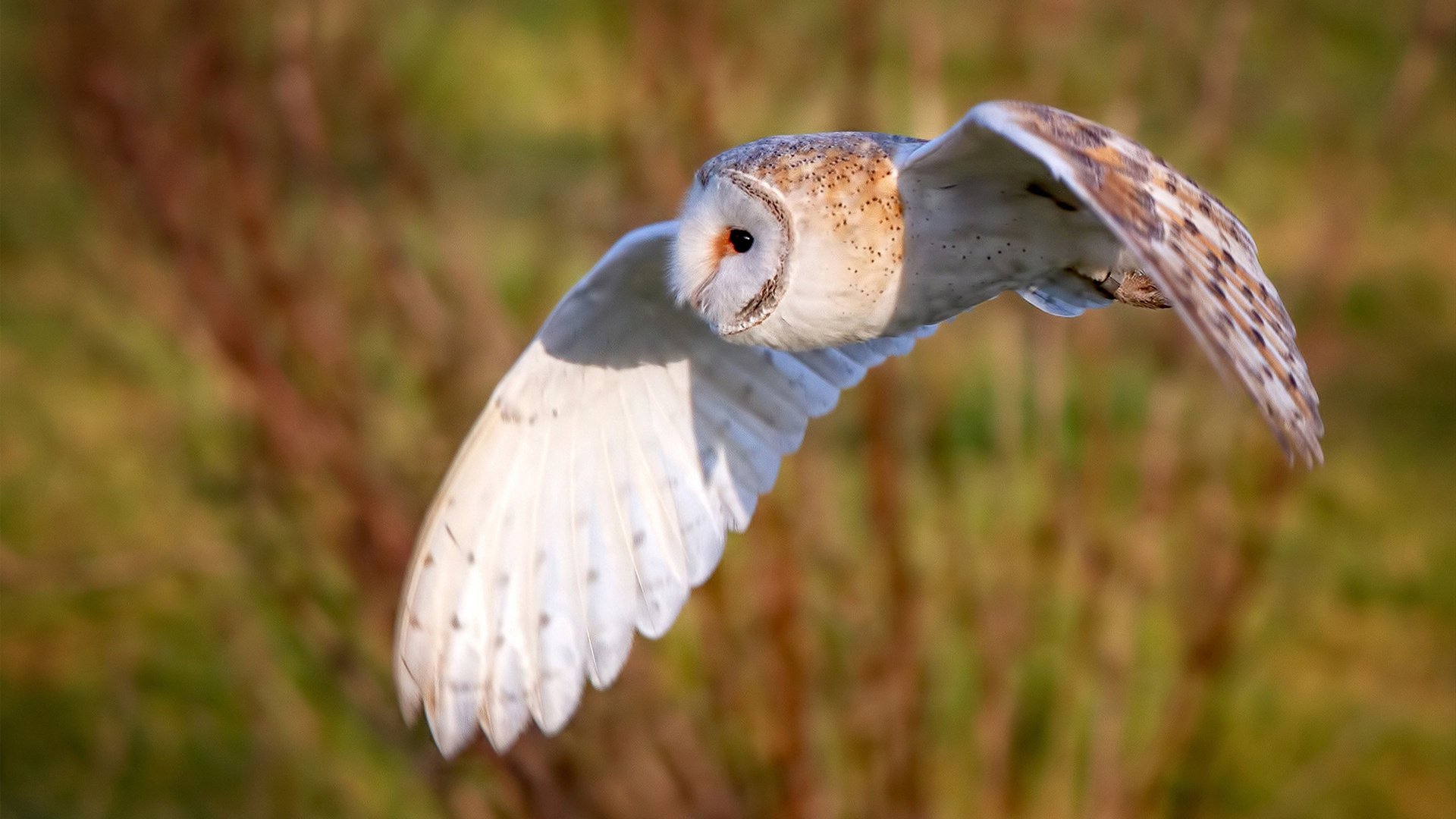 梦幻联动,当巴黎打穿巴萨的战术哲学,遇见NBA季后赛的巴斯托尼时刻