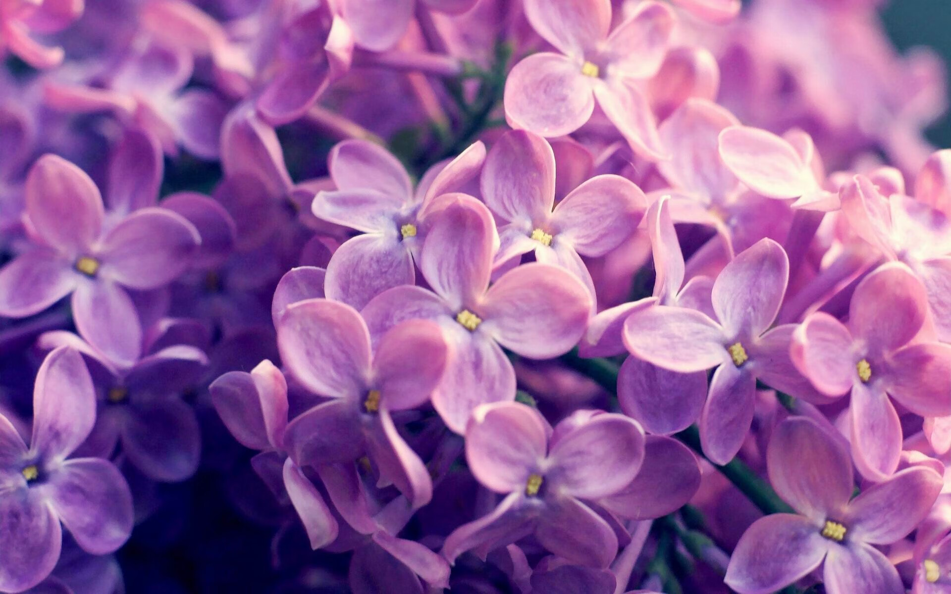 魔法觉醒！奥利维耶雨夜君临，紫百合强势攻陷苏格兰堡垒