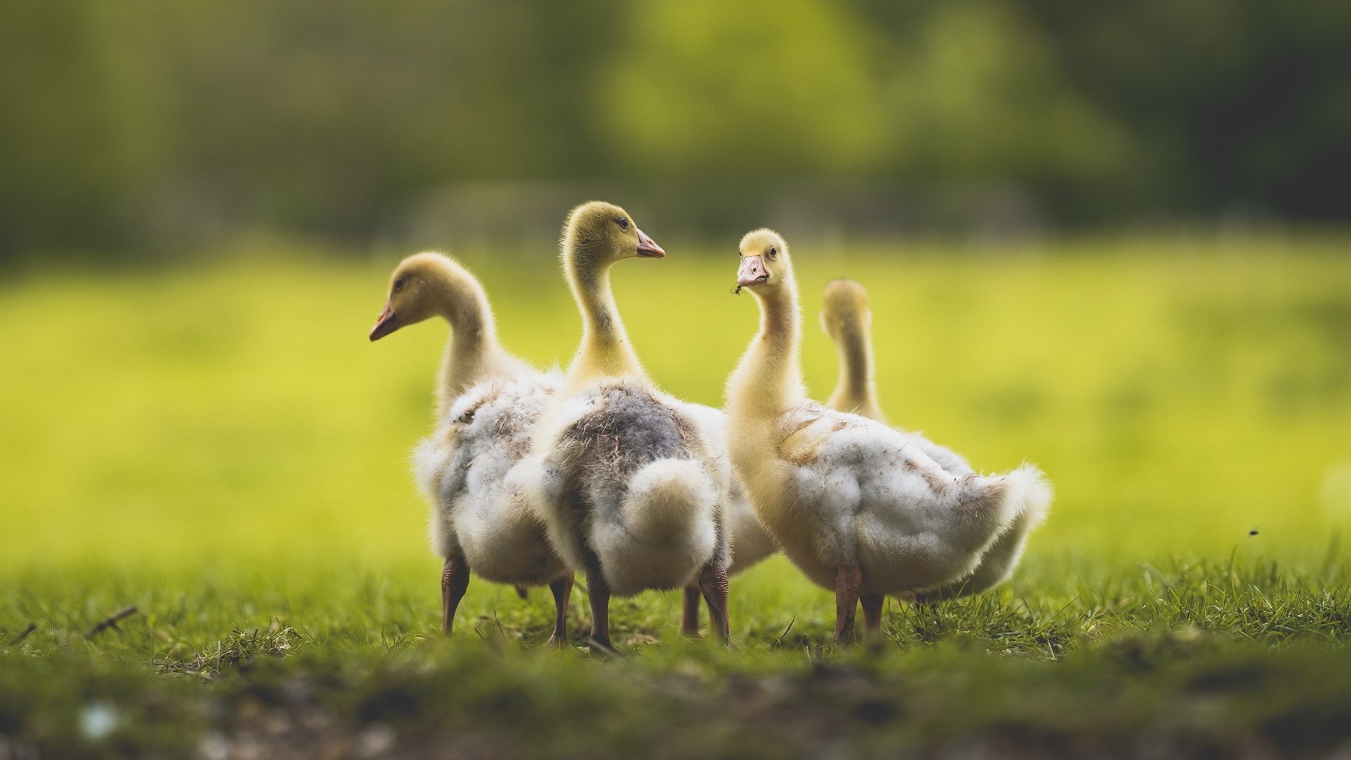 改写剧本的人，当三笘薰闯入哥斯达黎加对阵法国的平行时空